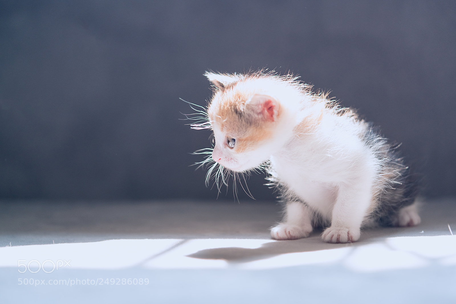 Sony a7R II sample photo. Untitled photography