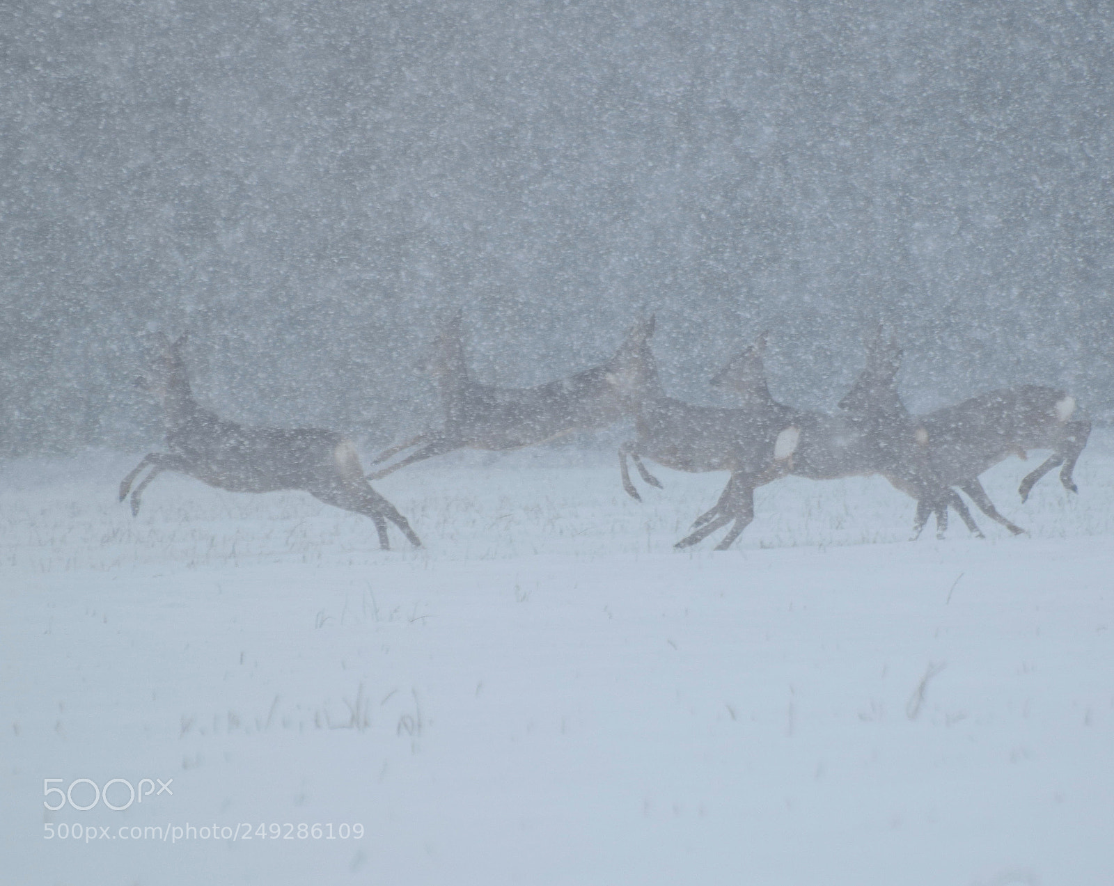 Nikon D3300 sample photo. Roe deers in heavy photography