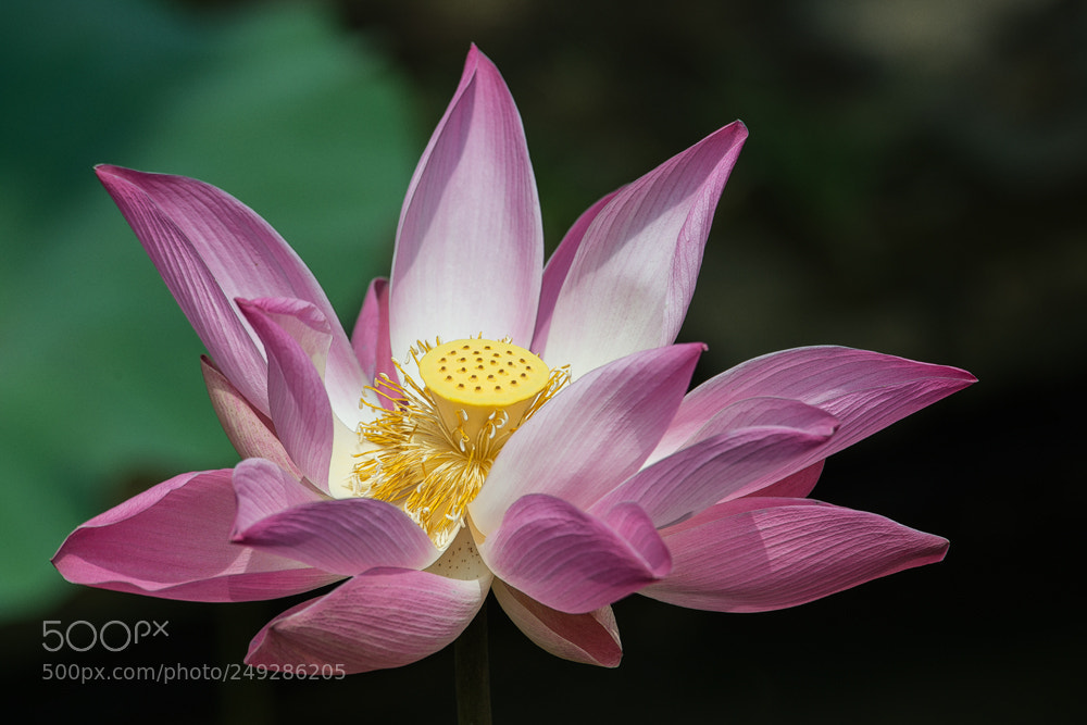 Nikon D800 sample photo. Lotus photography