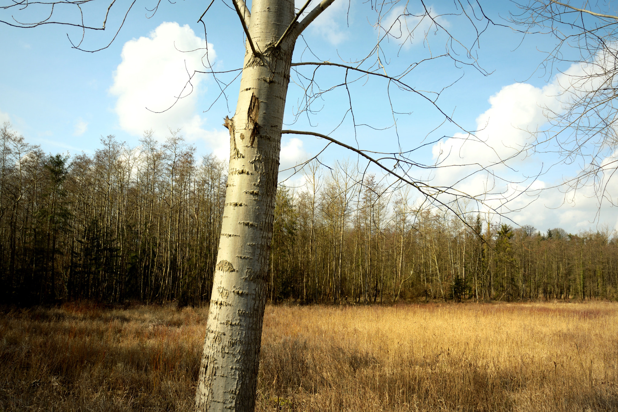 Nikon D5200 sample photo