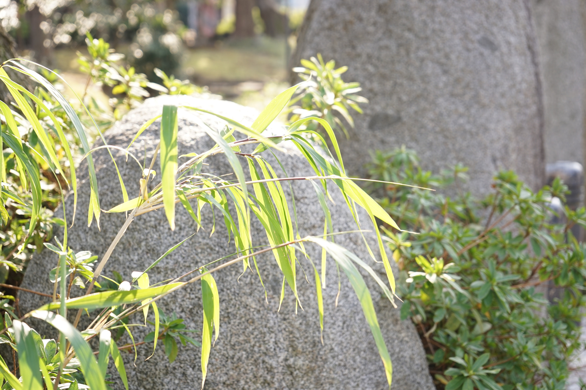 Sony FE 28-70mm F3.5-5.6 OSS sample photo