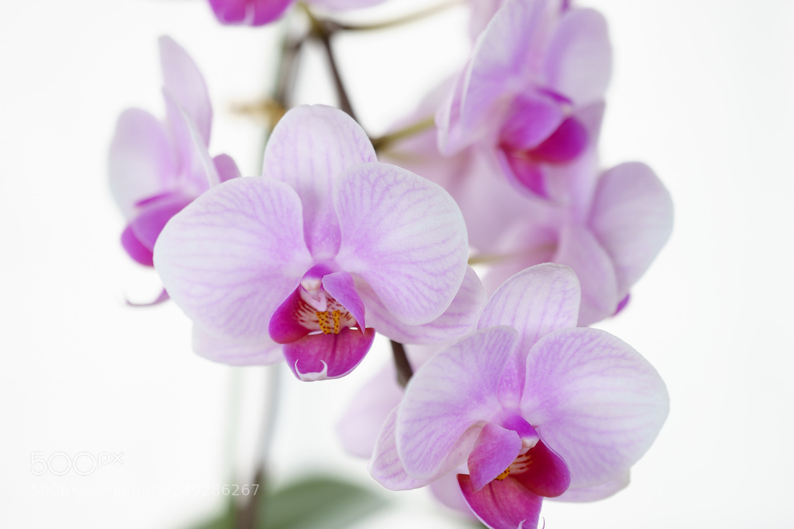 Sony a7 II sample photo. Flower photography