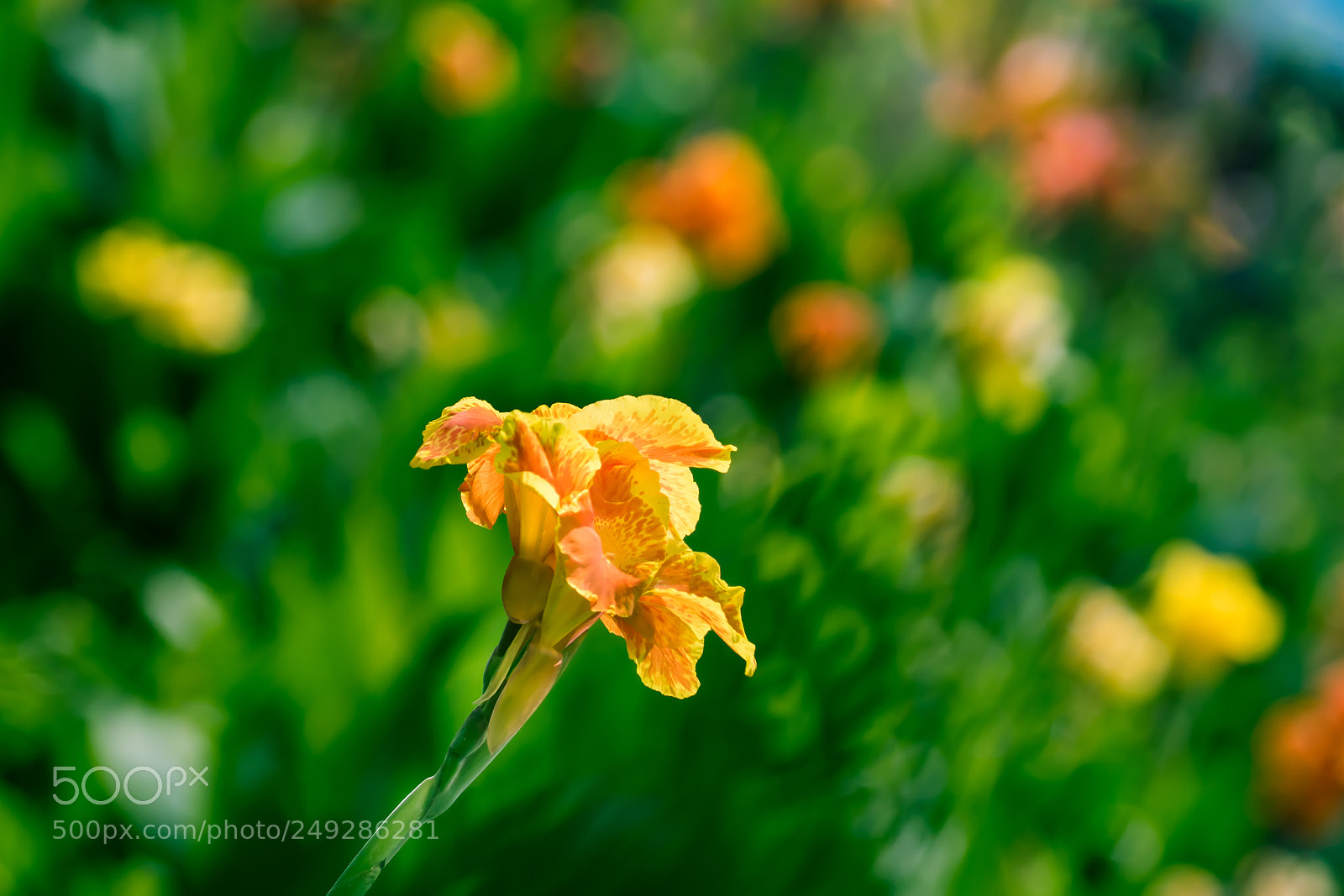 Canon EOS 7D Mark II sample photo. Flower photography