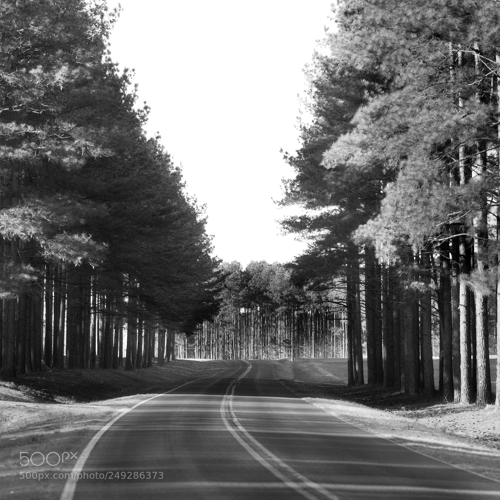 Canon EOS-1D X Mark II sample photo. Winding pines photography