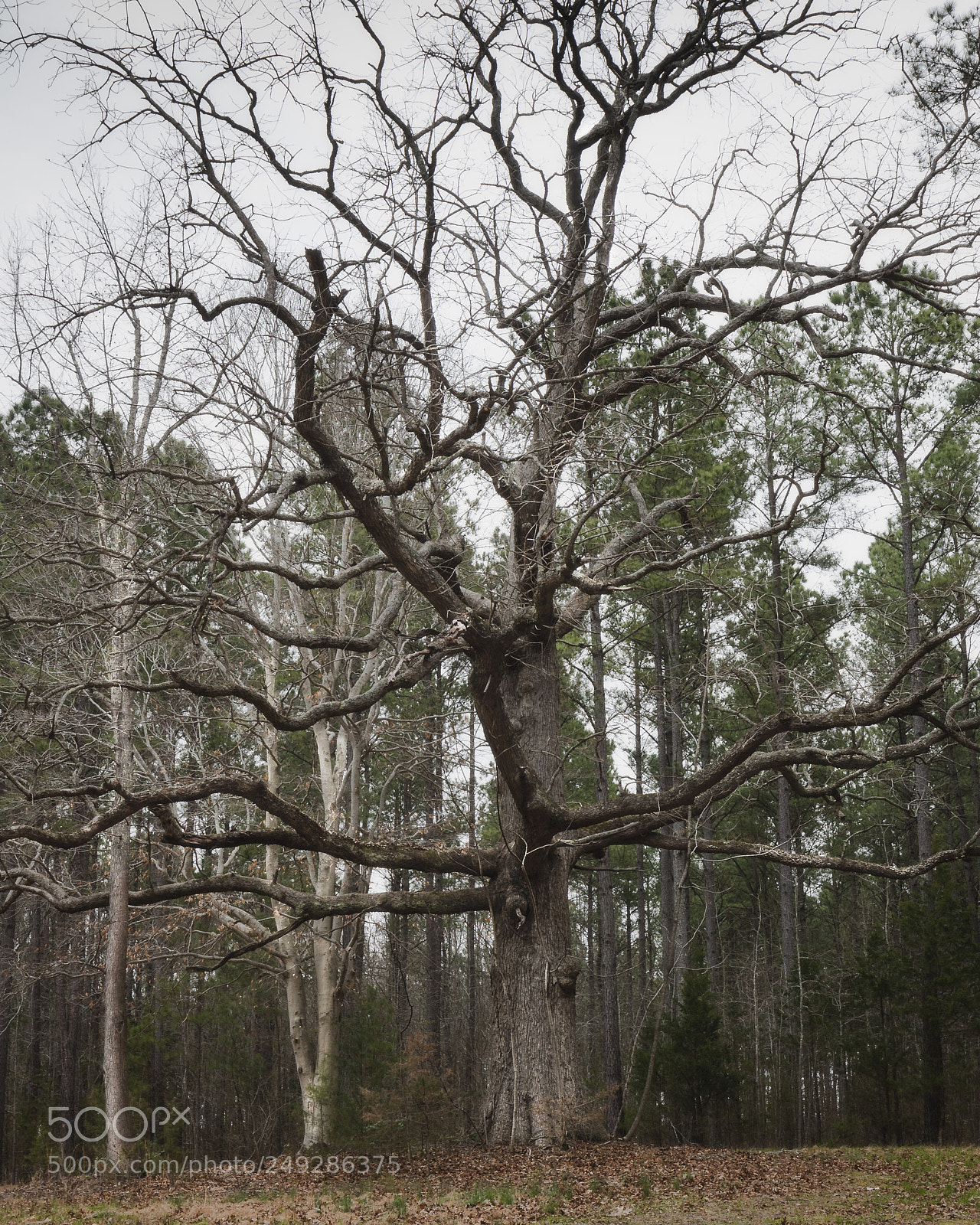 Canon EOS-1D X Mark II sample photo. Grand oak photography