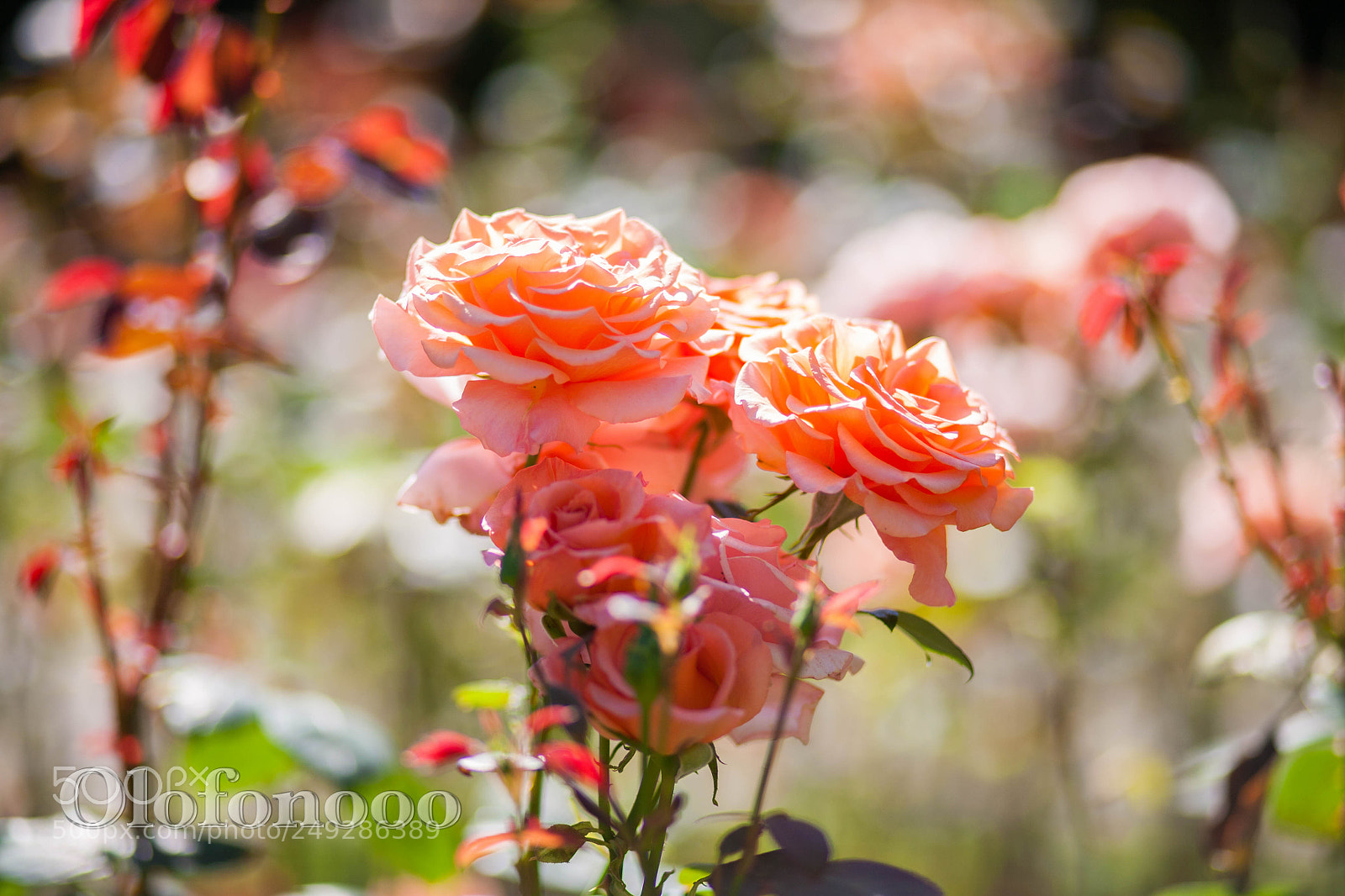 Canon EOS 5D sample photo. Roses at local park photography