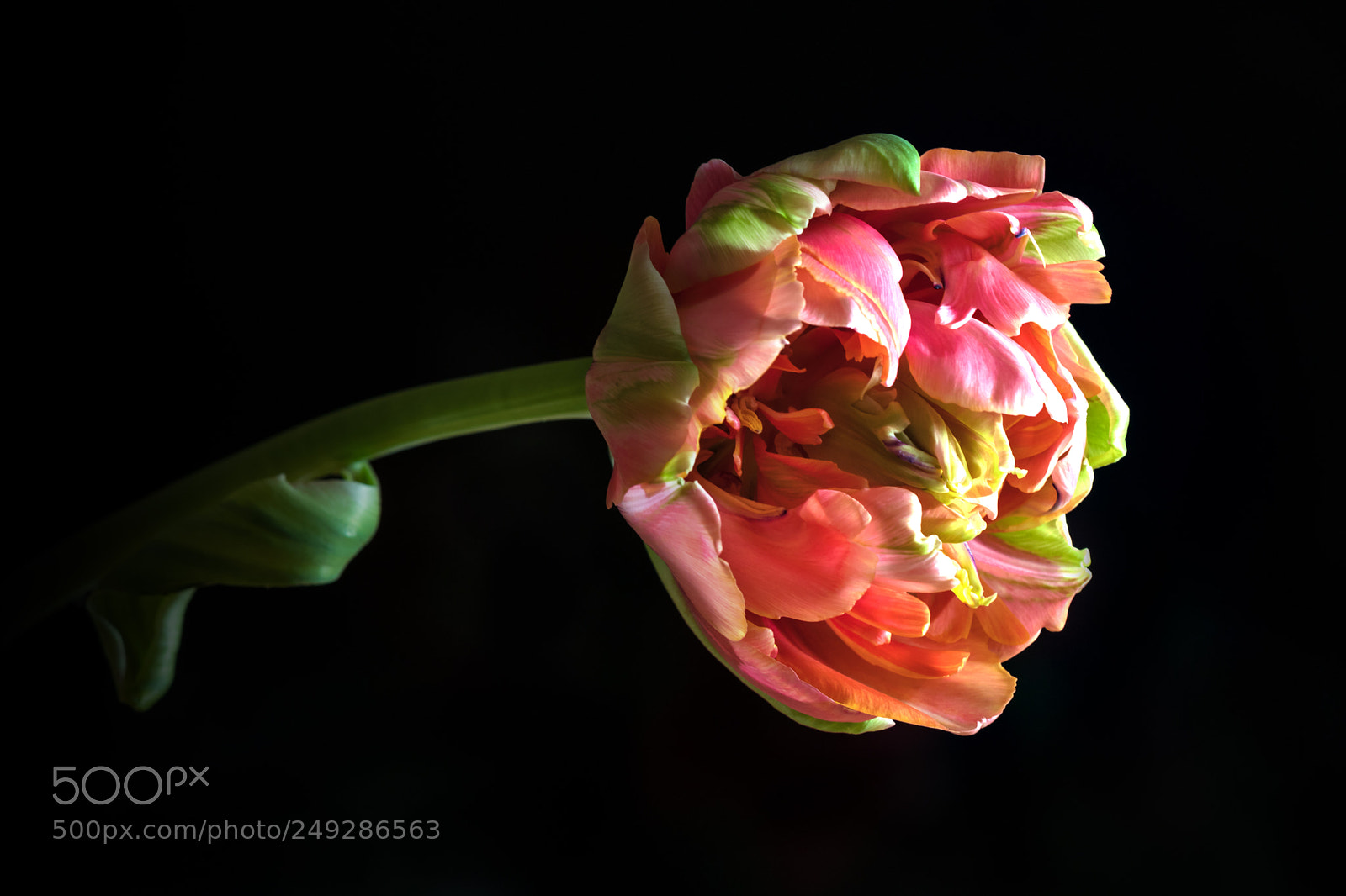 Canon EOS 80D sample photo. Flower photography