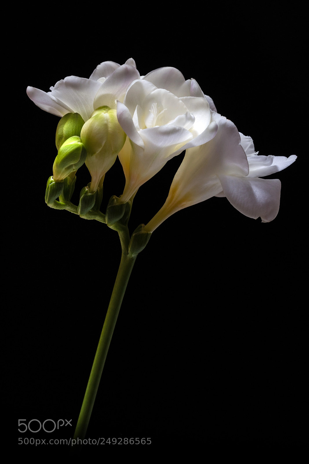 Canon EOS 80D sample photo. Flower photography