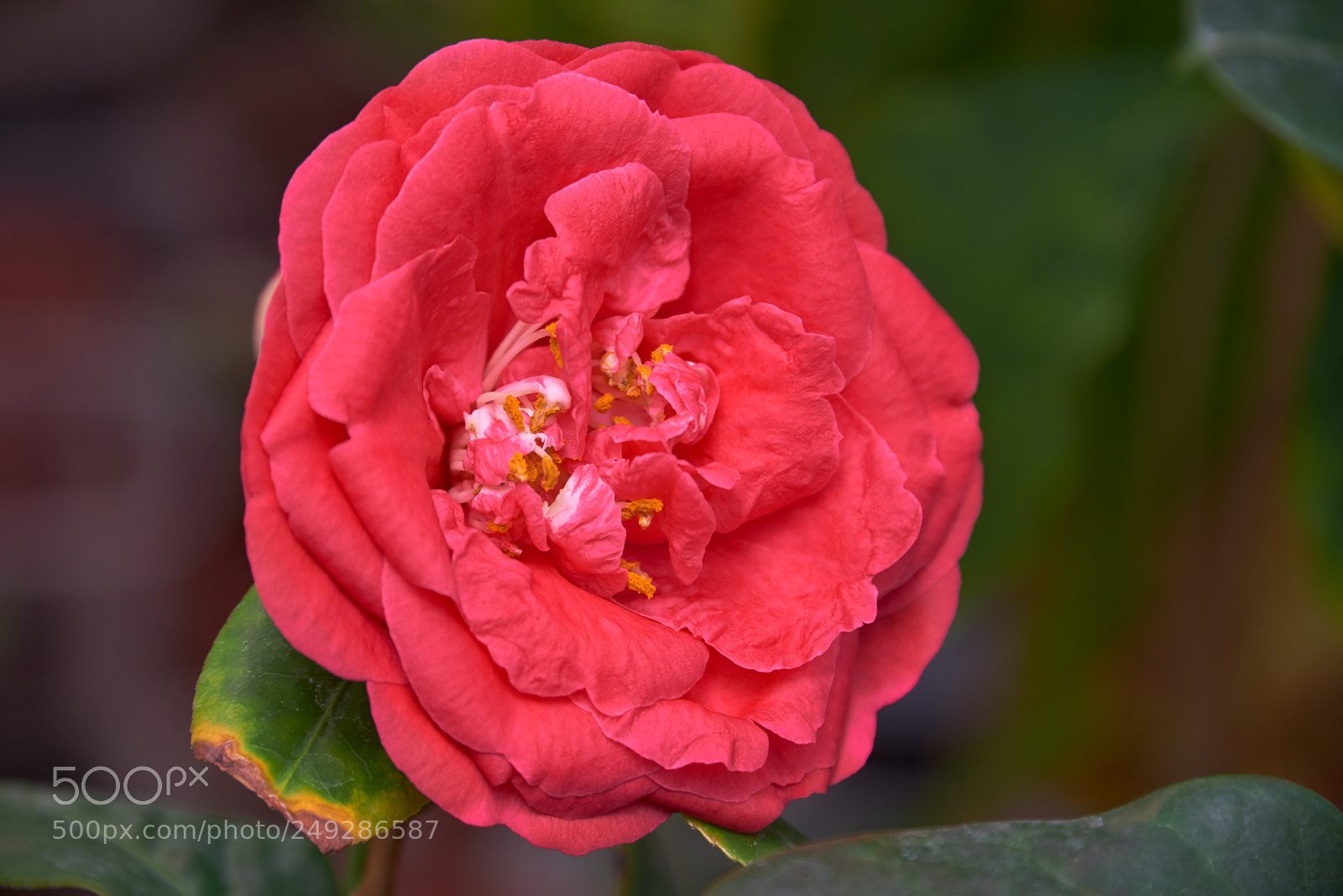 Nikon D800E sample photo. Camellia photography
