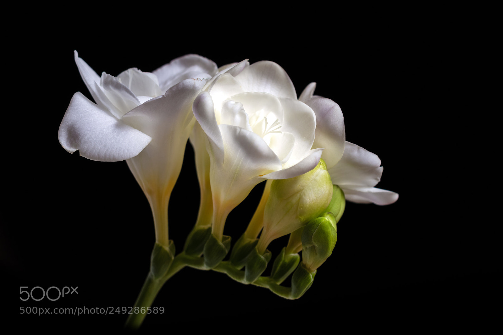 Canon EOS 80D sample photo. Flower photography