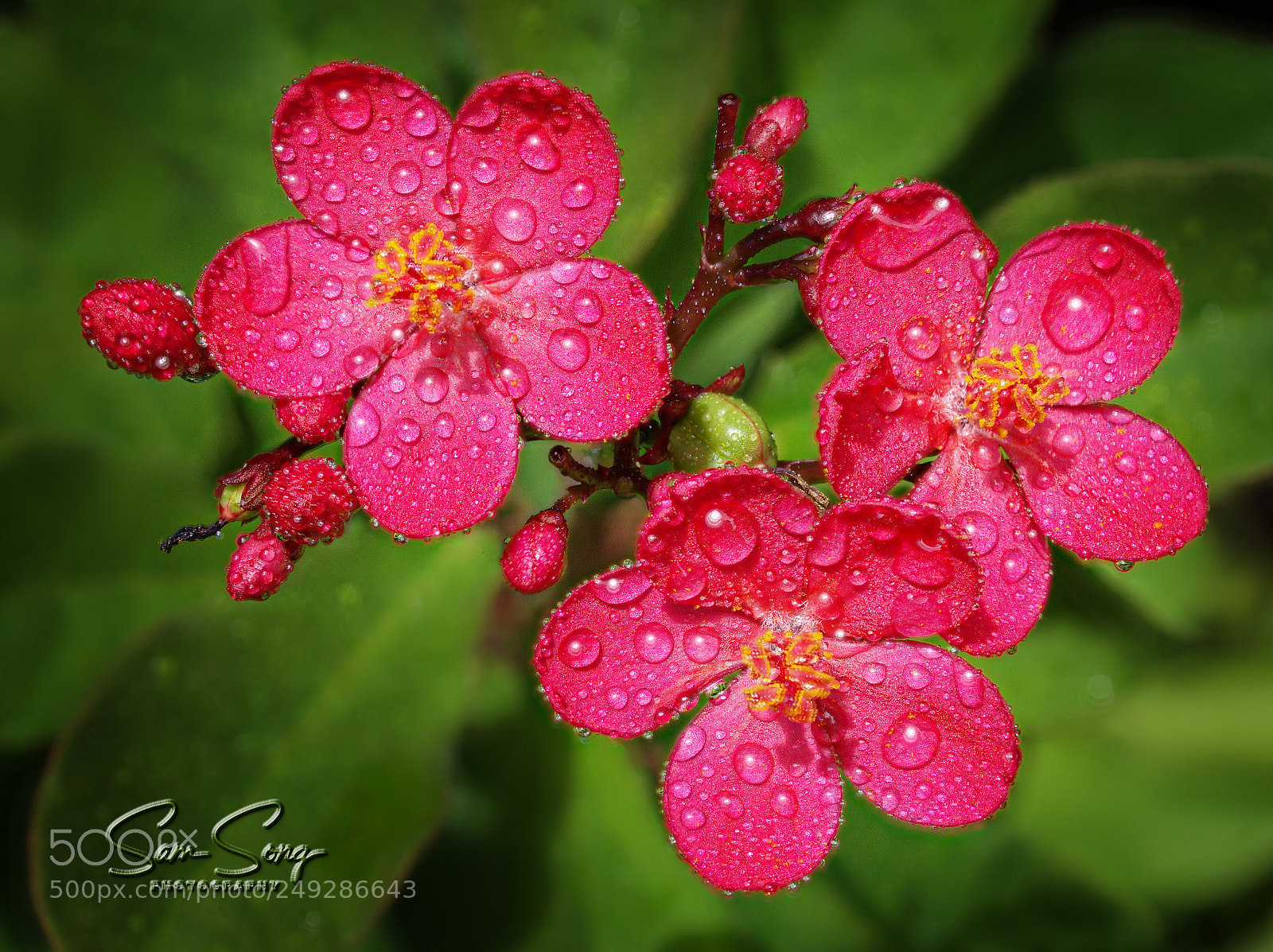 Olympus OM-D E-M10 III sample photo. Three small pinky flowers photography