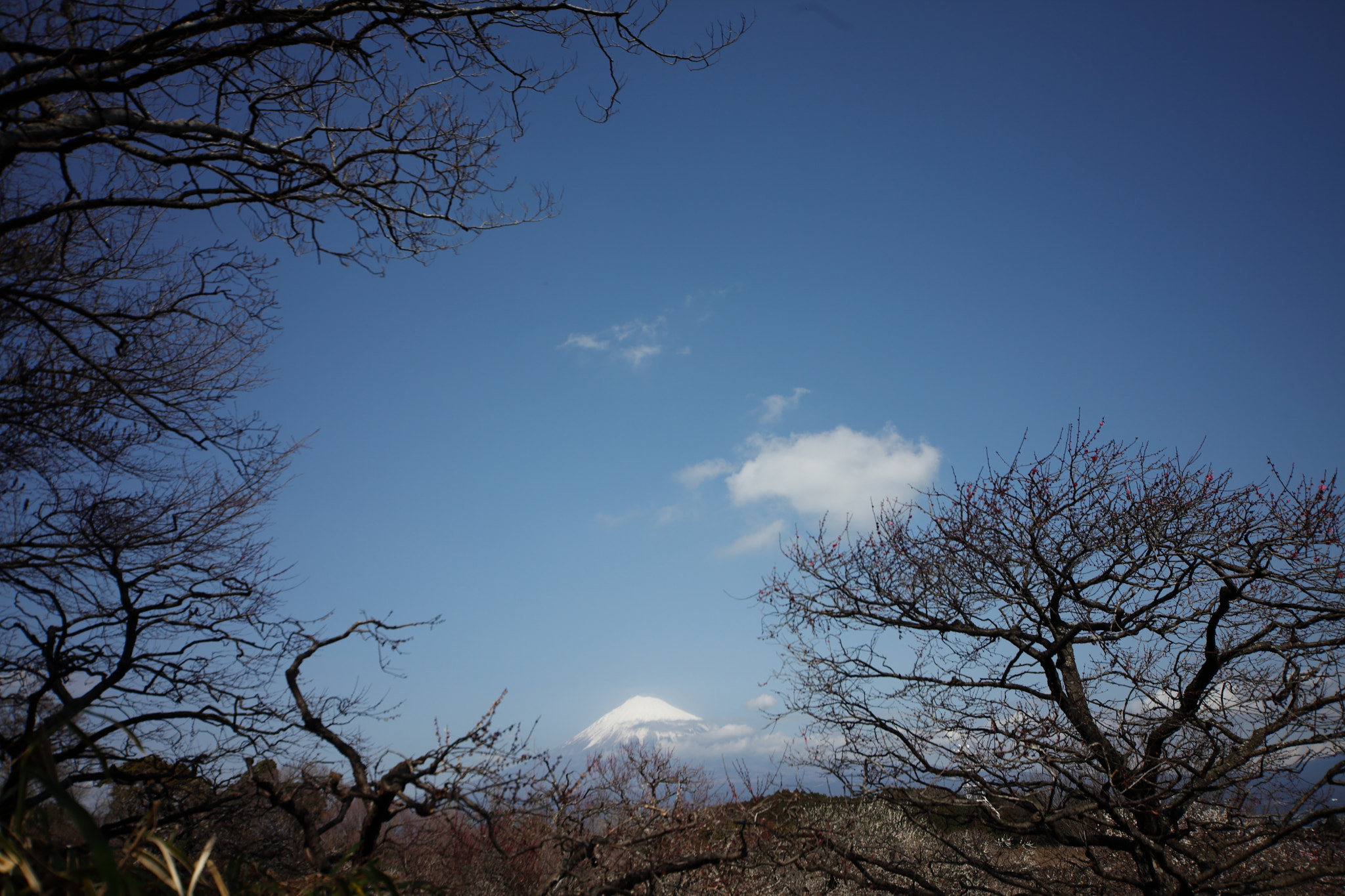 Canon EOS 5D Mark II sample photo. Iwamoto mountain park photography