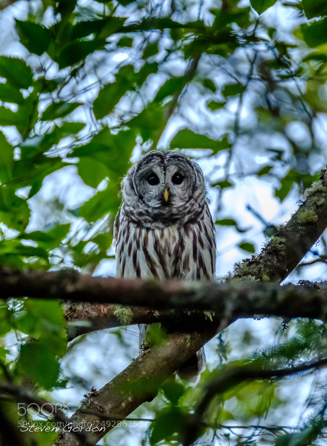 Fujifilm X-T2 sample photo. Barred owl photography