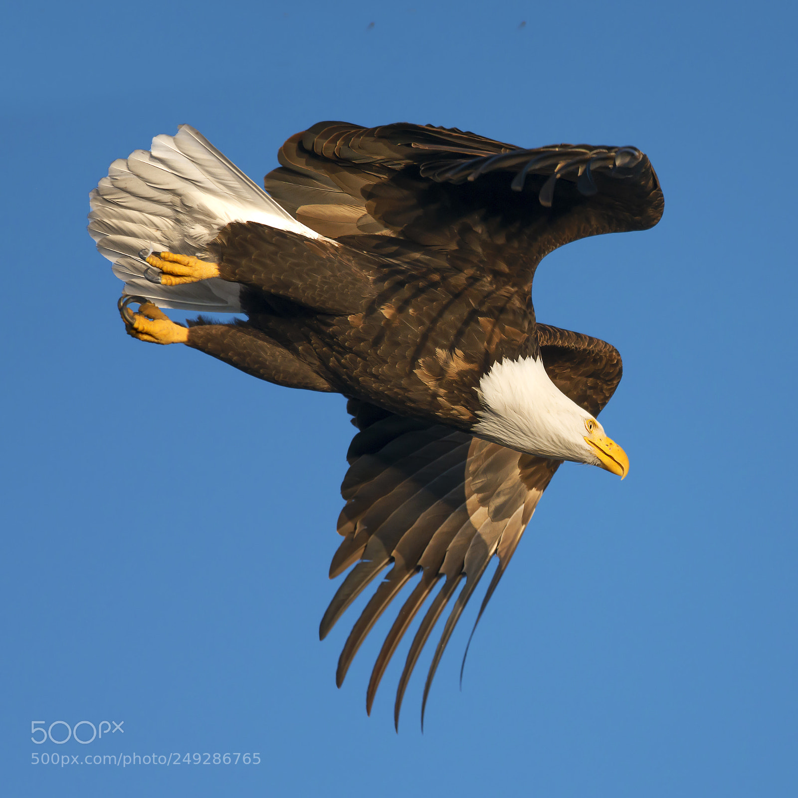 Nikon D800E sample photo. Bald eagle photography
