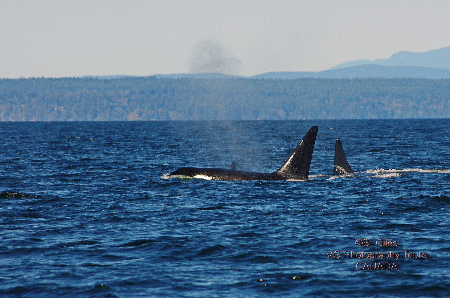 Pentax smc DA* 60-250mm F4.0 ED (IF) SDM sample photo. Orca pod photography