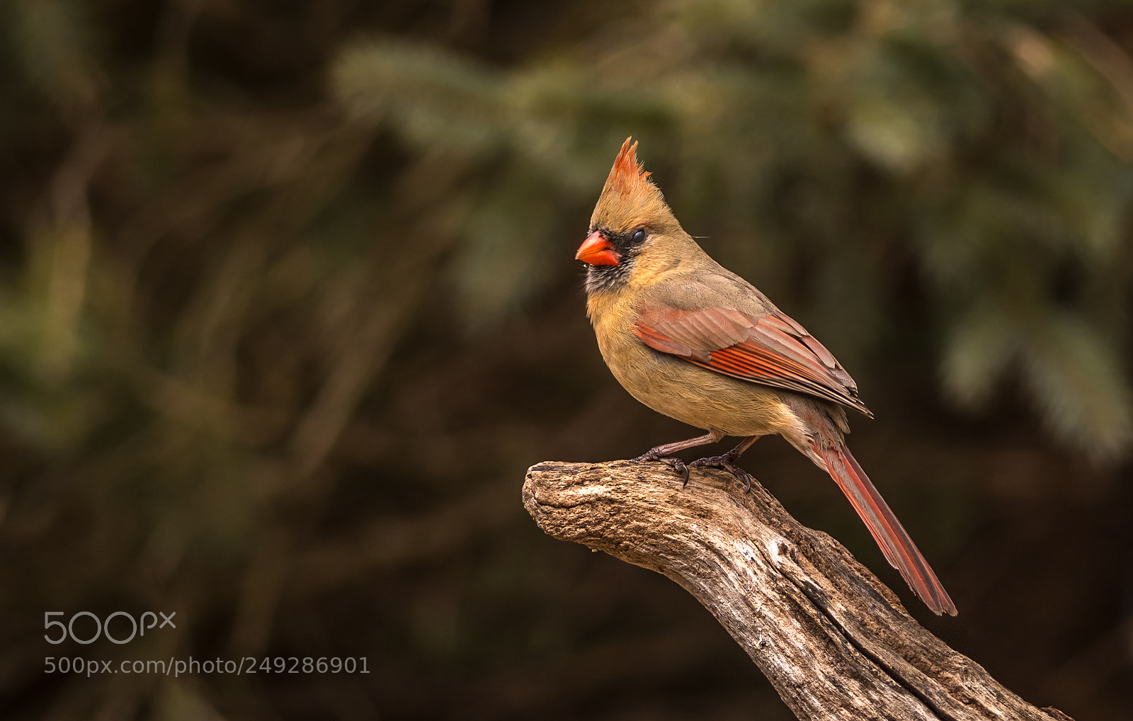 Nikon D500 sample photo. Female cardinal in early photography