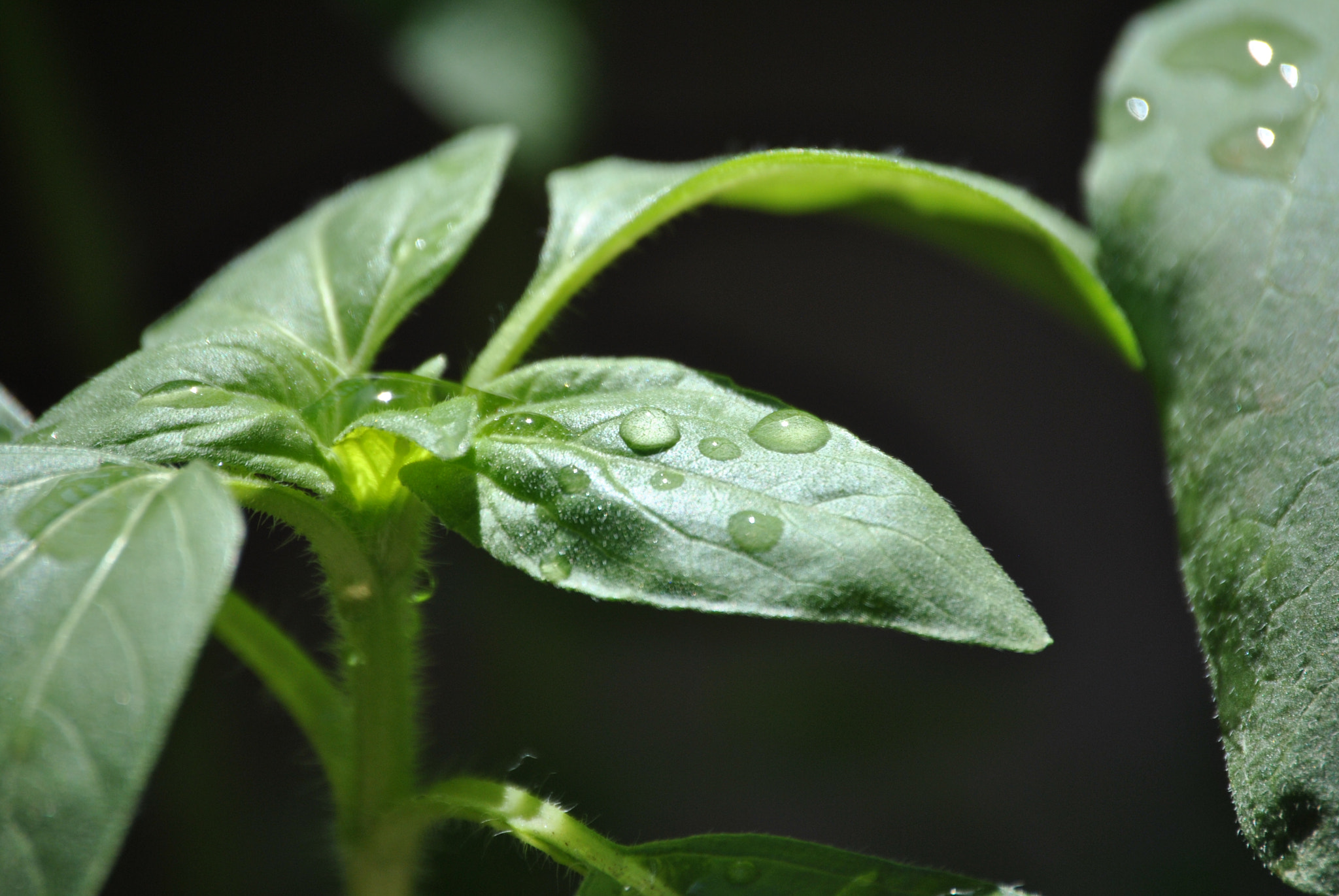 Nikon D3000 sample photo. Refreshing green photography