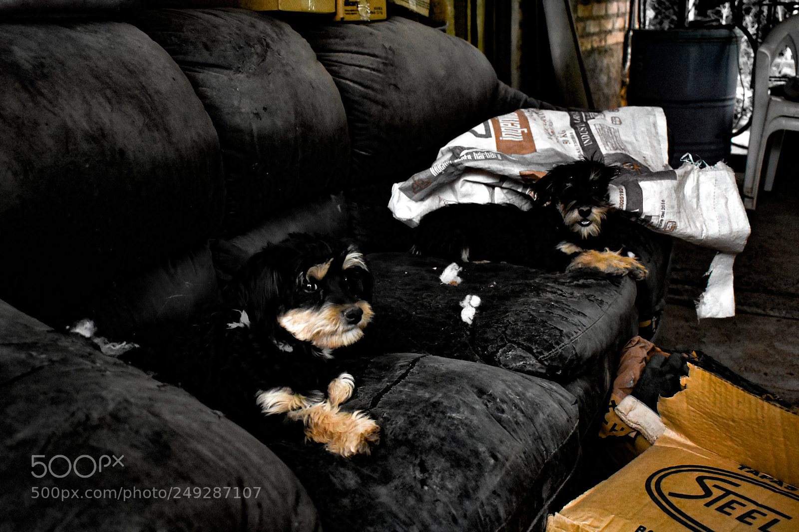Nikon D3400 sample photo. Sill n perruno dog photography