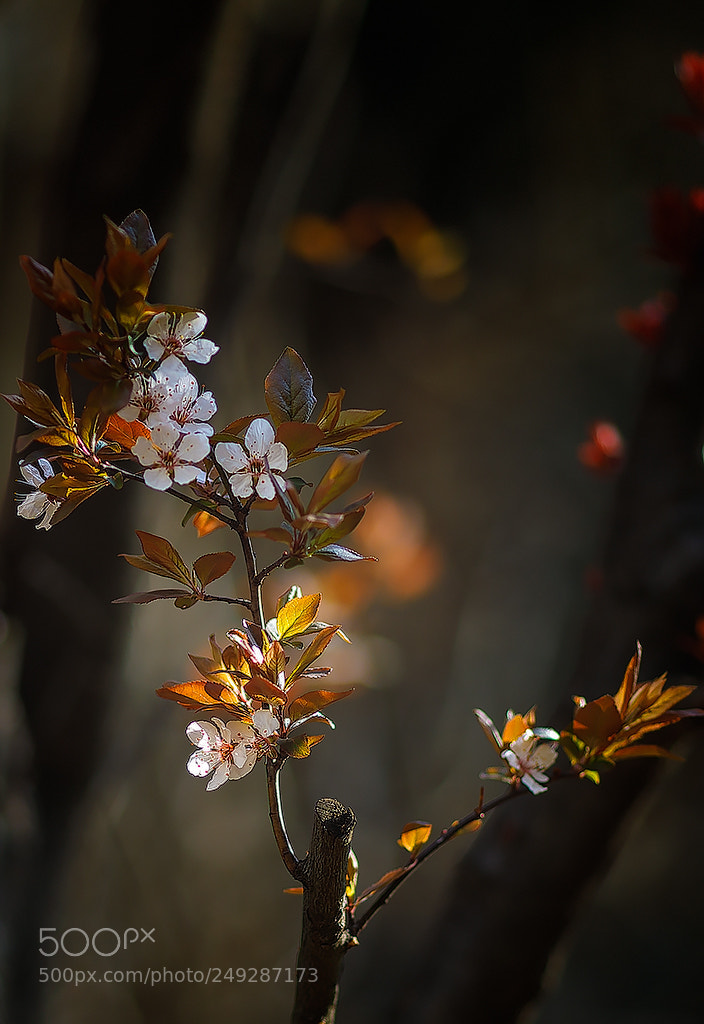 Canon EOS 5D Mark IV sample photo. Plum photography