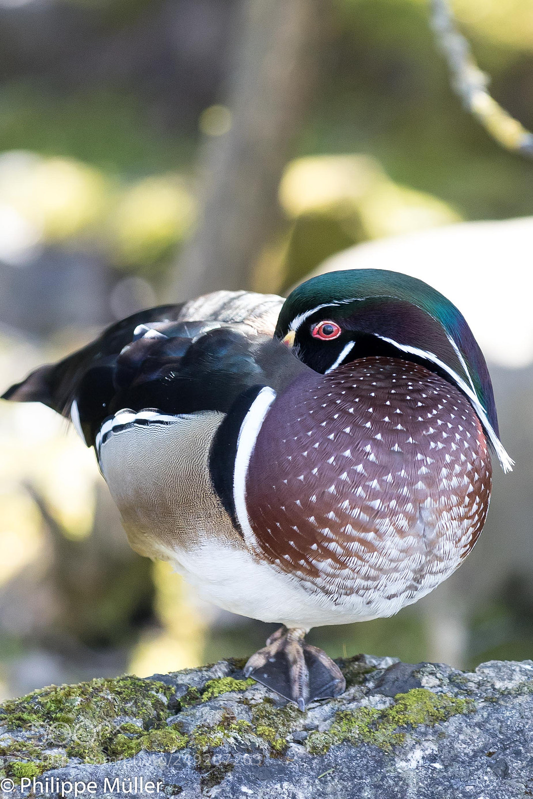 Canon EOS 5D Mark IV sample photo. What are you looking? photography
