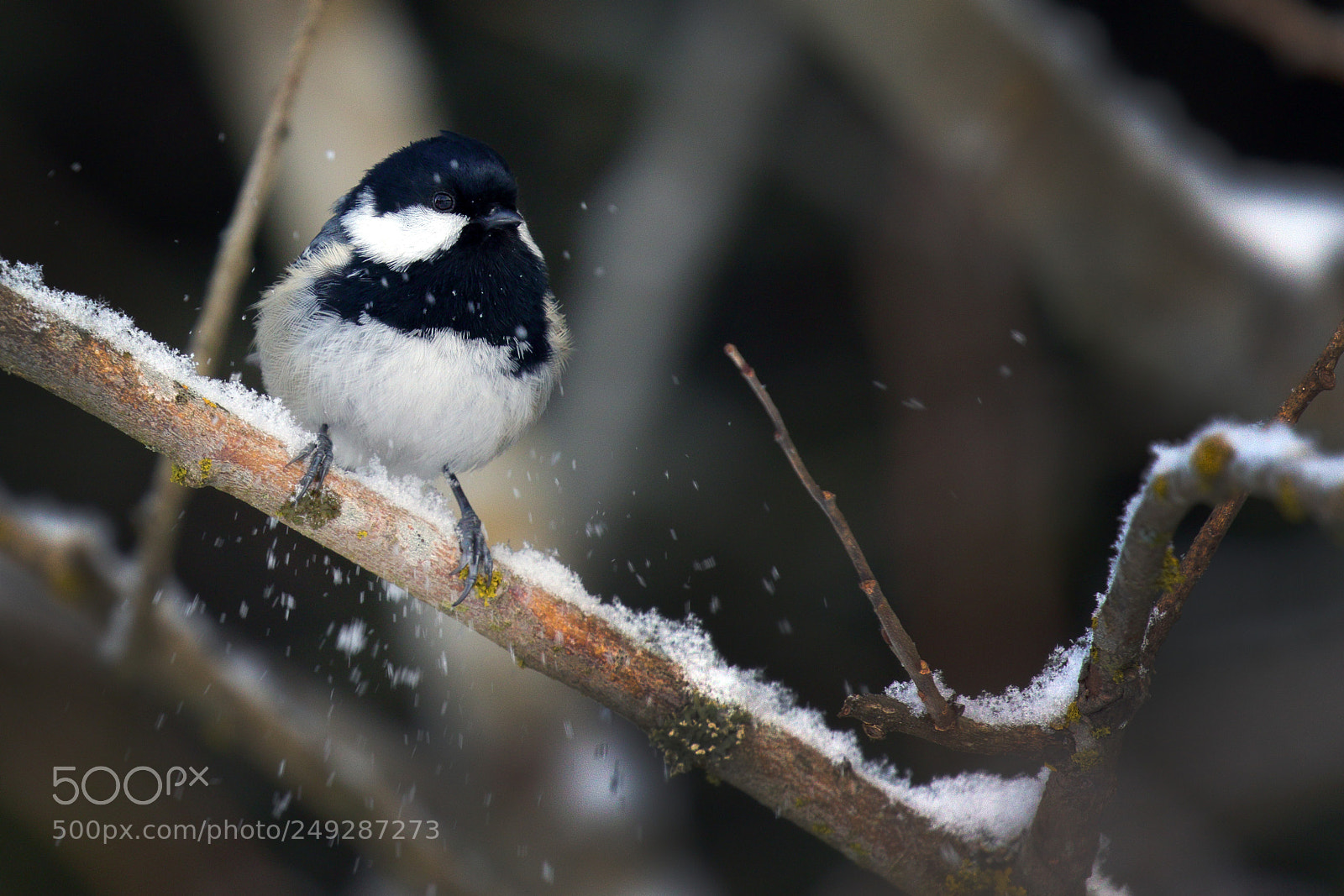 Canon EOS 7D Mark II sample photo. Coal tit photography