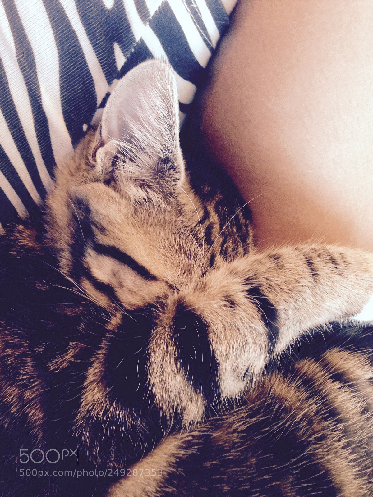 Apple iPhone 5 sample photo. Sleeping cat photography