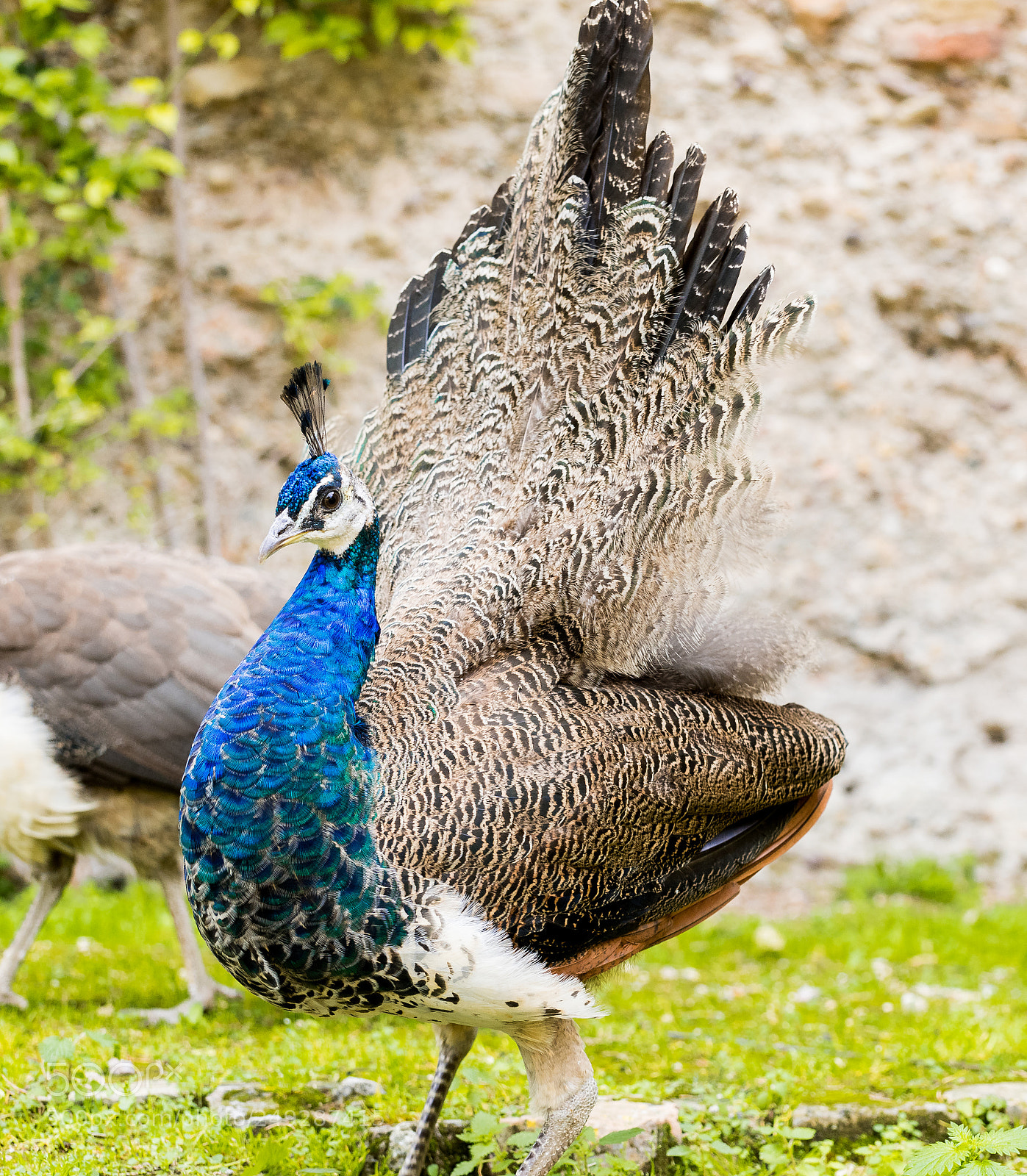 Nikon D810 sample photo. Female peacock photography