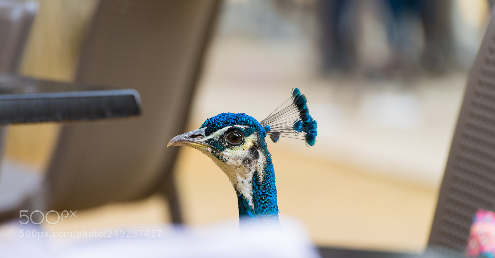 Nikon D810 sample photo. Cheeky peacock shot photography