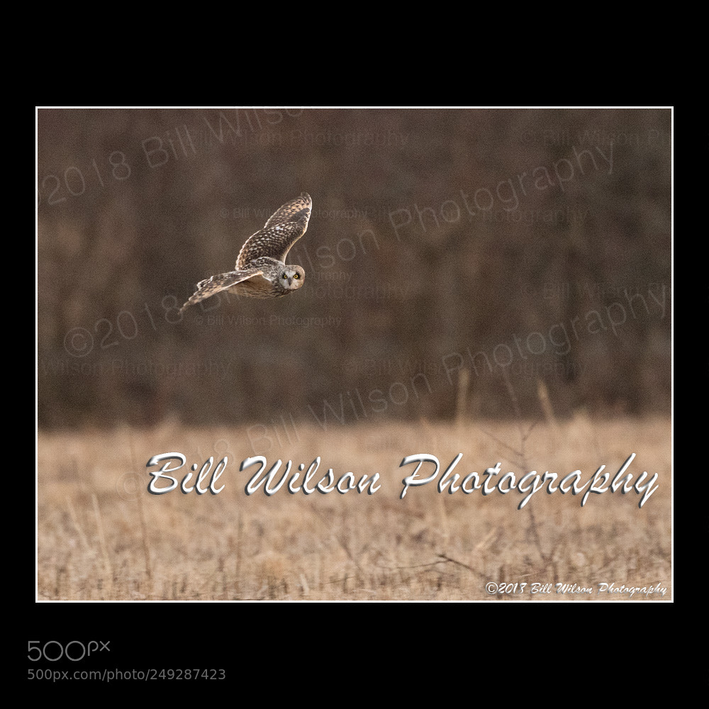 Nikon D500 sample photo. Short eared owl photography