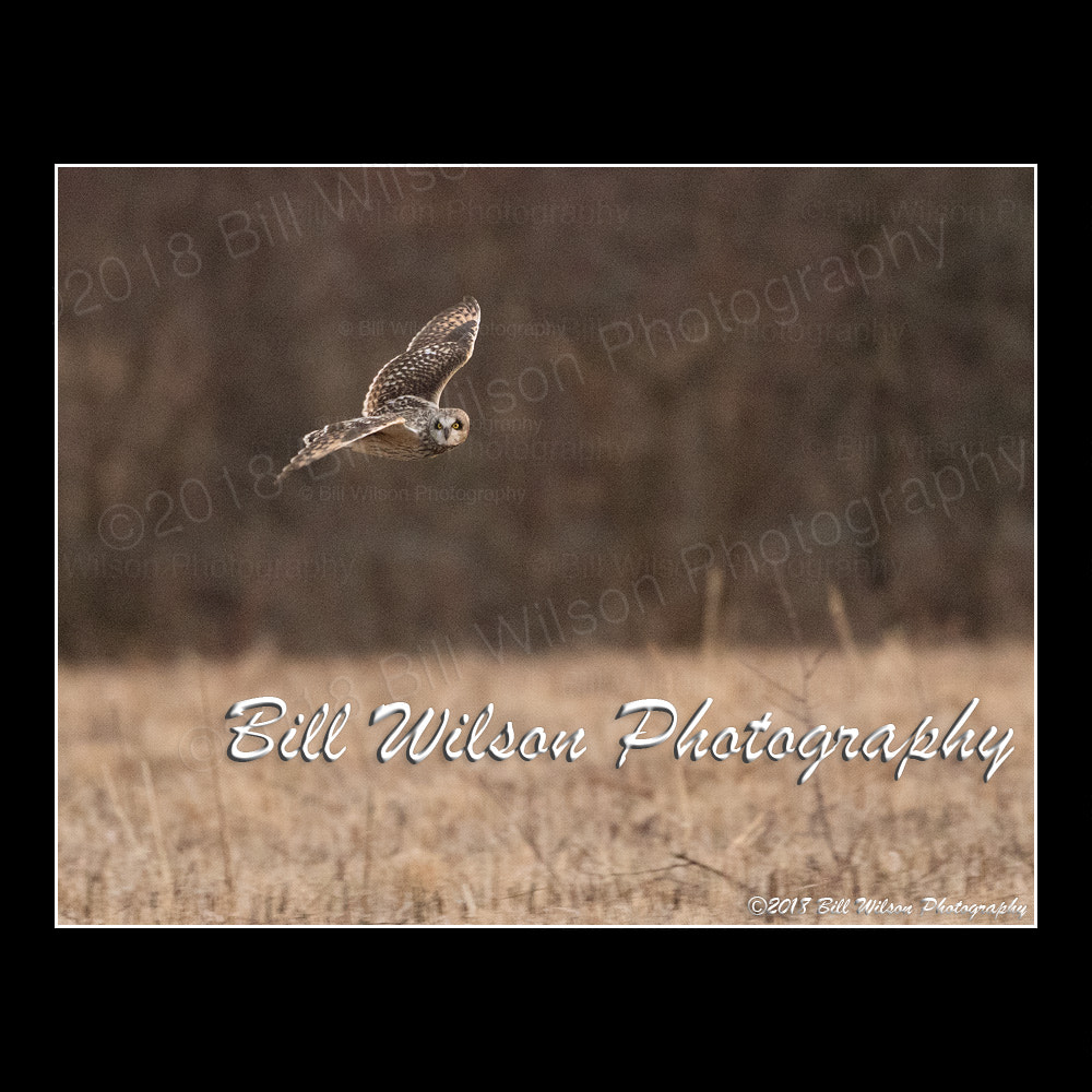 short eared owl