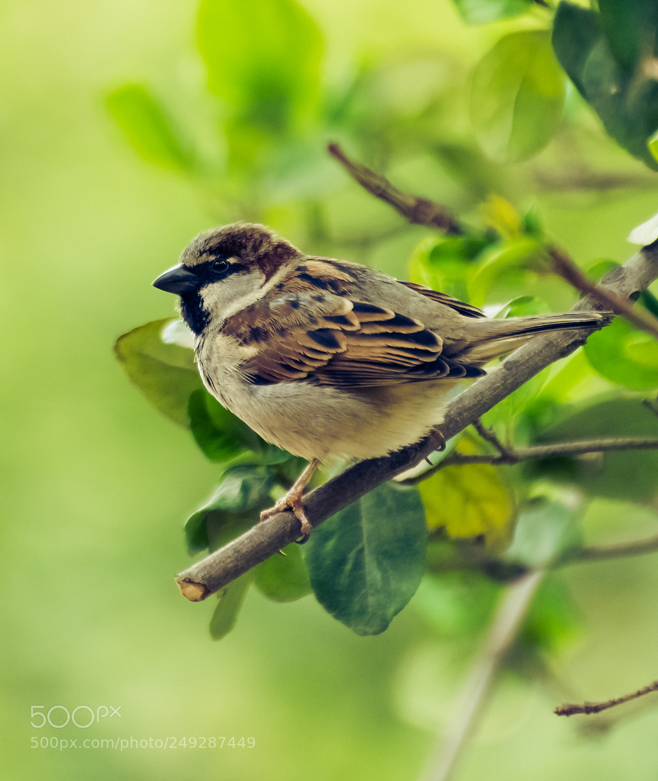 Nikon D810 sample photo. A sparrow in the photography