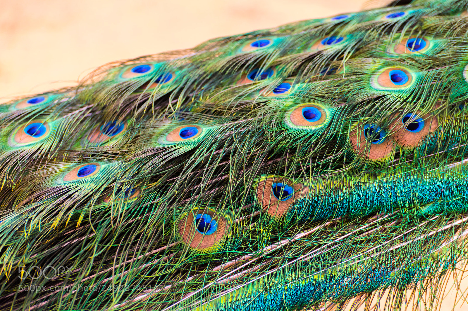 Nikon D810 sample photo. Tail feathers of a photography