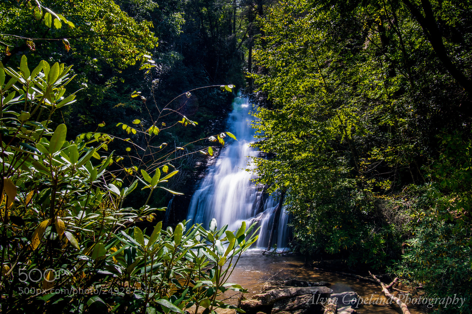 Nikon D3300 sample photo. Beyond the brush photography