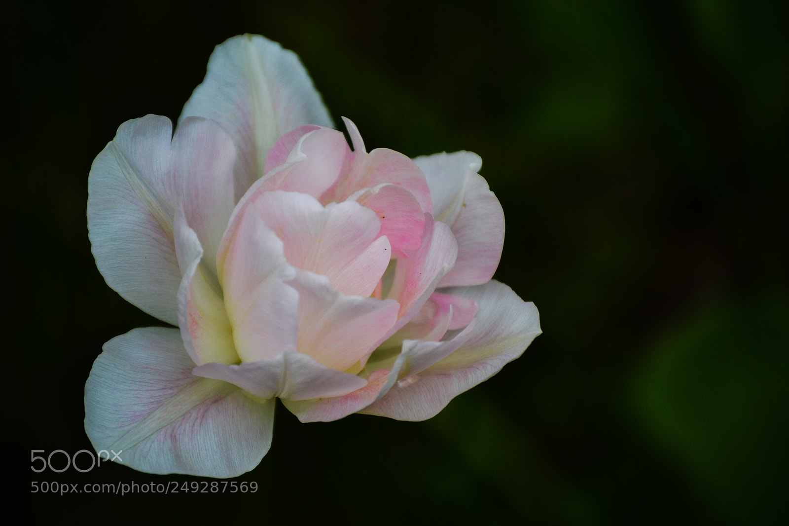 Nikon D3100 sample photo. Flower rosé photography