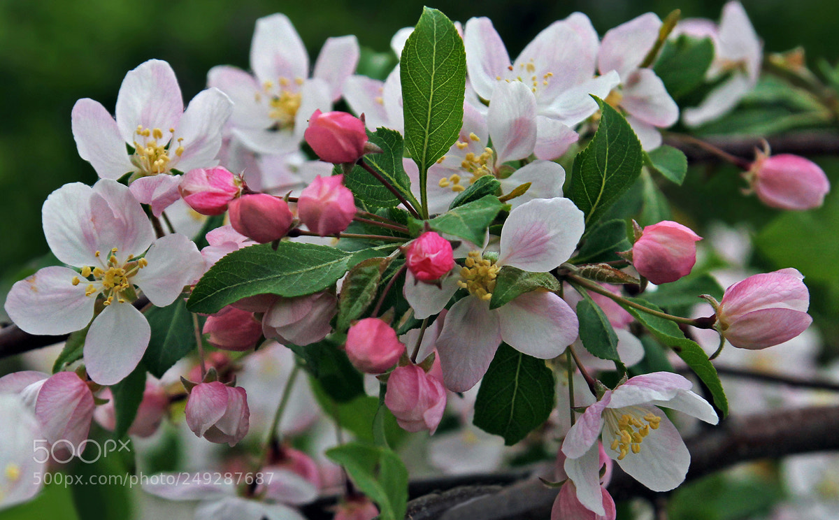 Canon EOS 60D sample photo. Iohujpo photography