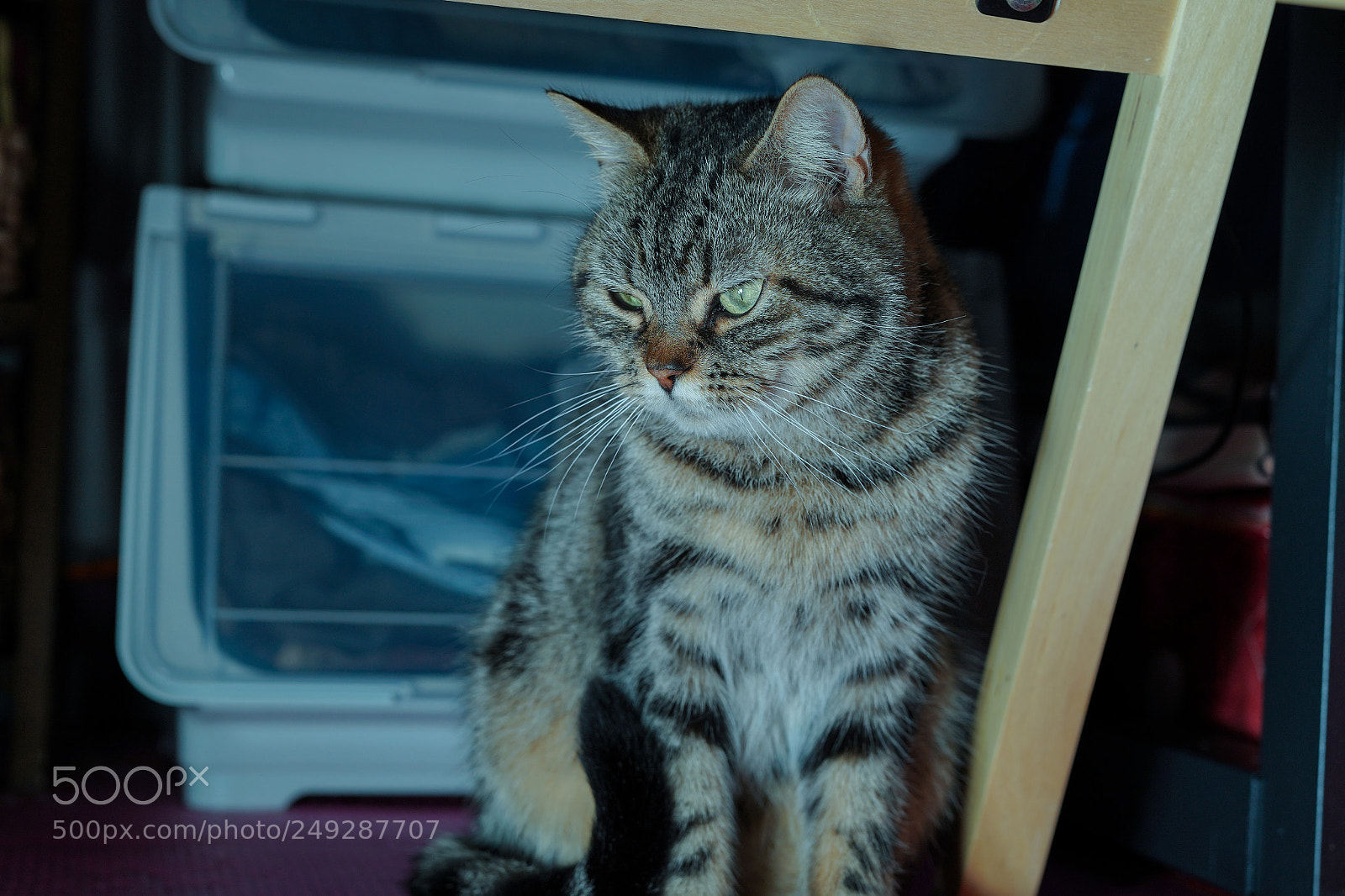 Sony a7 III sample photo. 小姐姐 photography