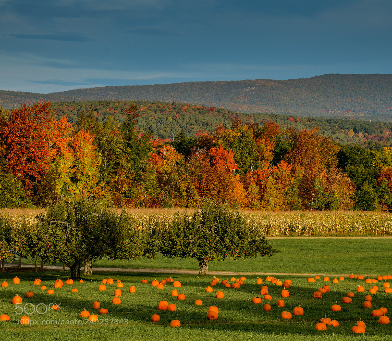 Nikon D3200 sample photo. Windy hill orchard photography