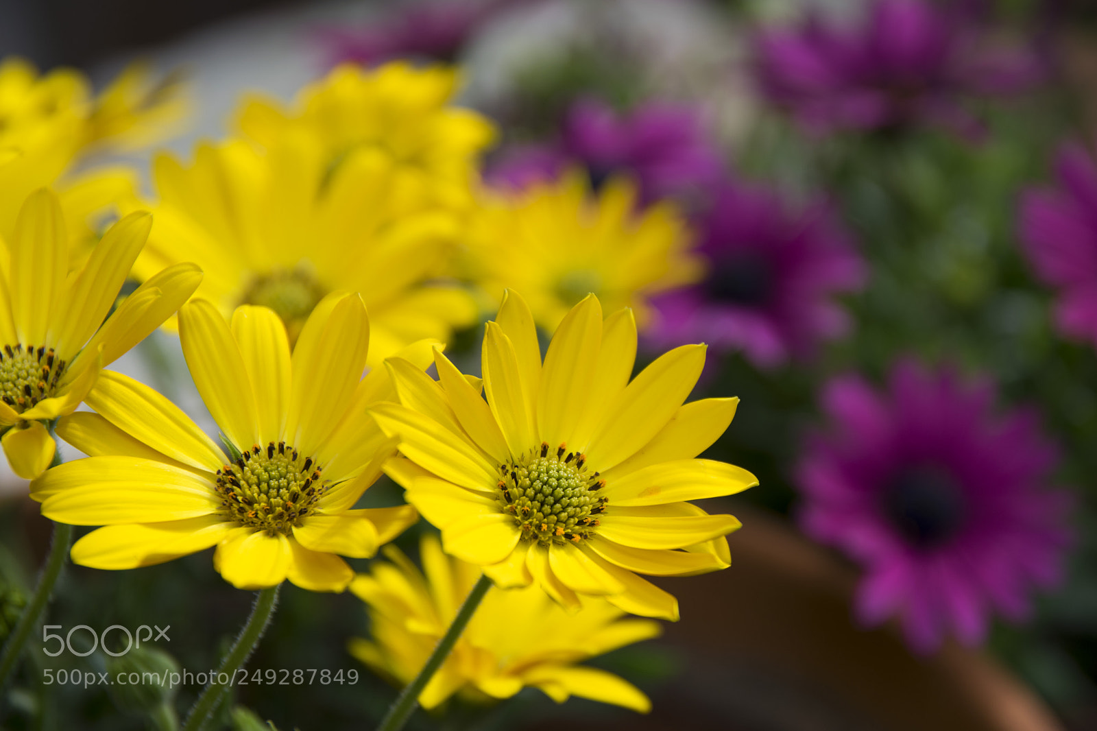 Nikon D5300 sample photo. Spring is coming photography