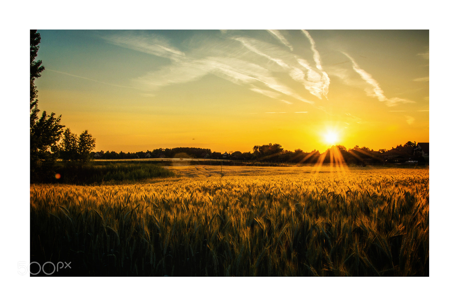 Nikon D5200 sample photo. Field photography