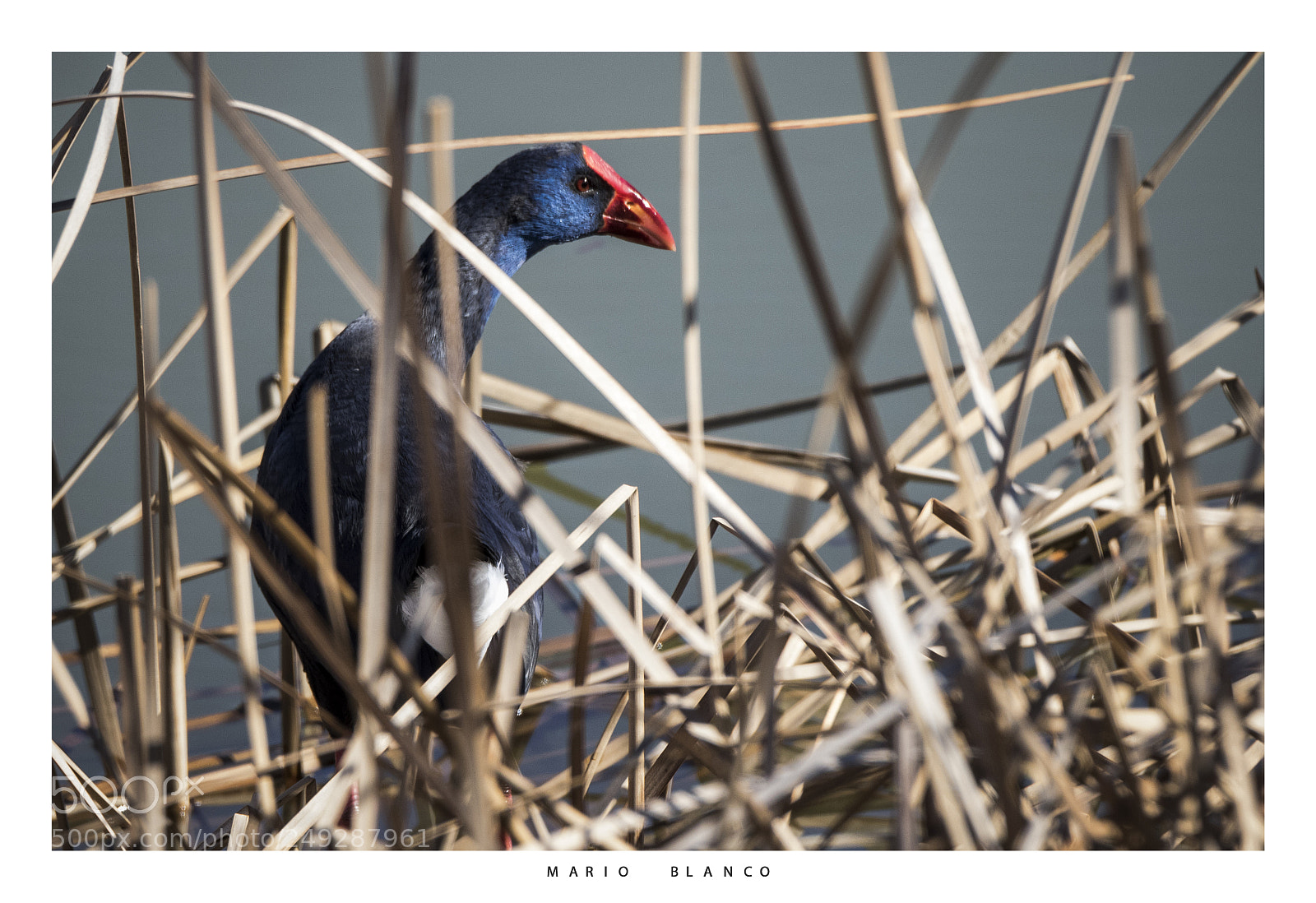 Canon EOS 7D Mark II sample photo. The purple gallinule photography