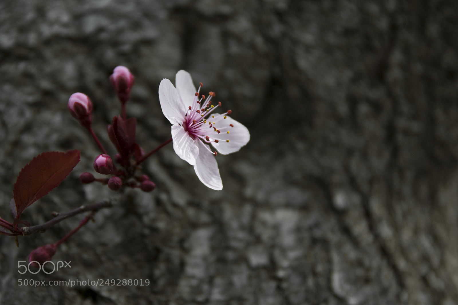 Nikon D5300 sample photo. Spring flower photography