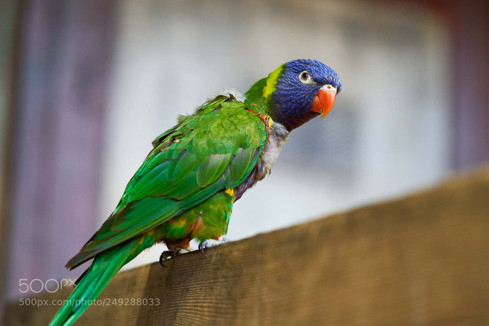 Sony a7R III sample photo. Parrot photography