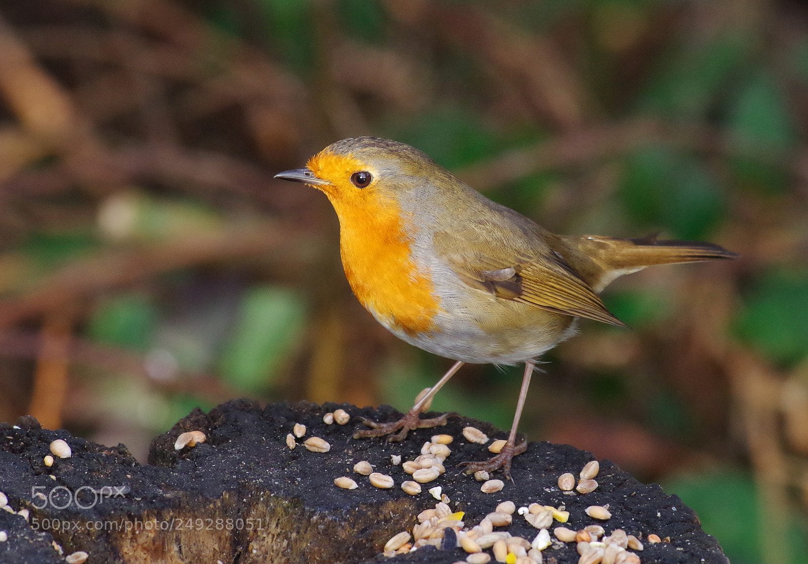 Pentax K-30 sample photo. Feeding time photography