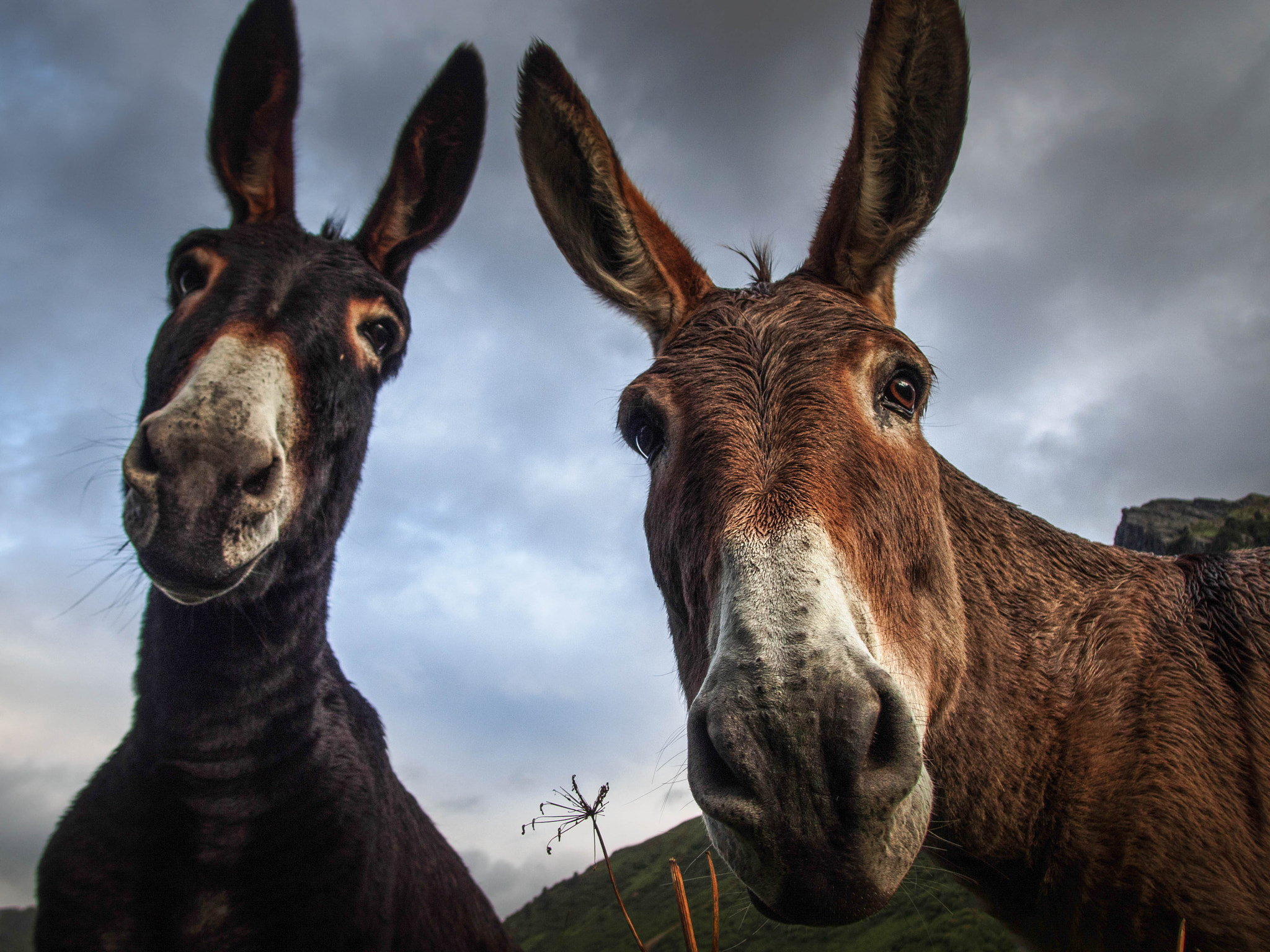 Olympus XZ-2 iHS sample photo. Two donkeys photography