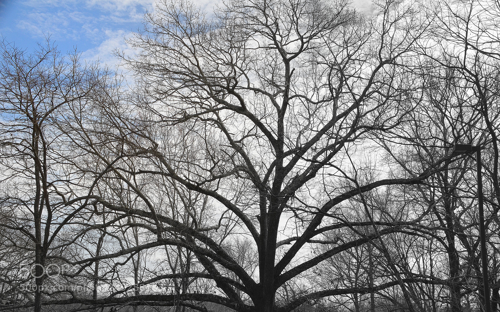 Nikon D5100 sample photo. The family branches photography