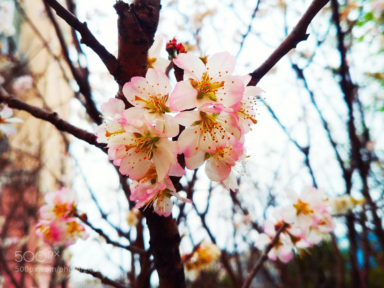 Xiaomi MIX 2 sample photo. Sakura photography