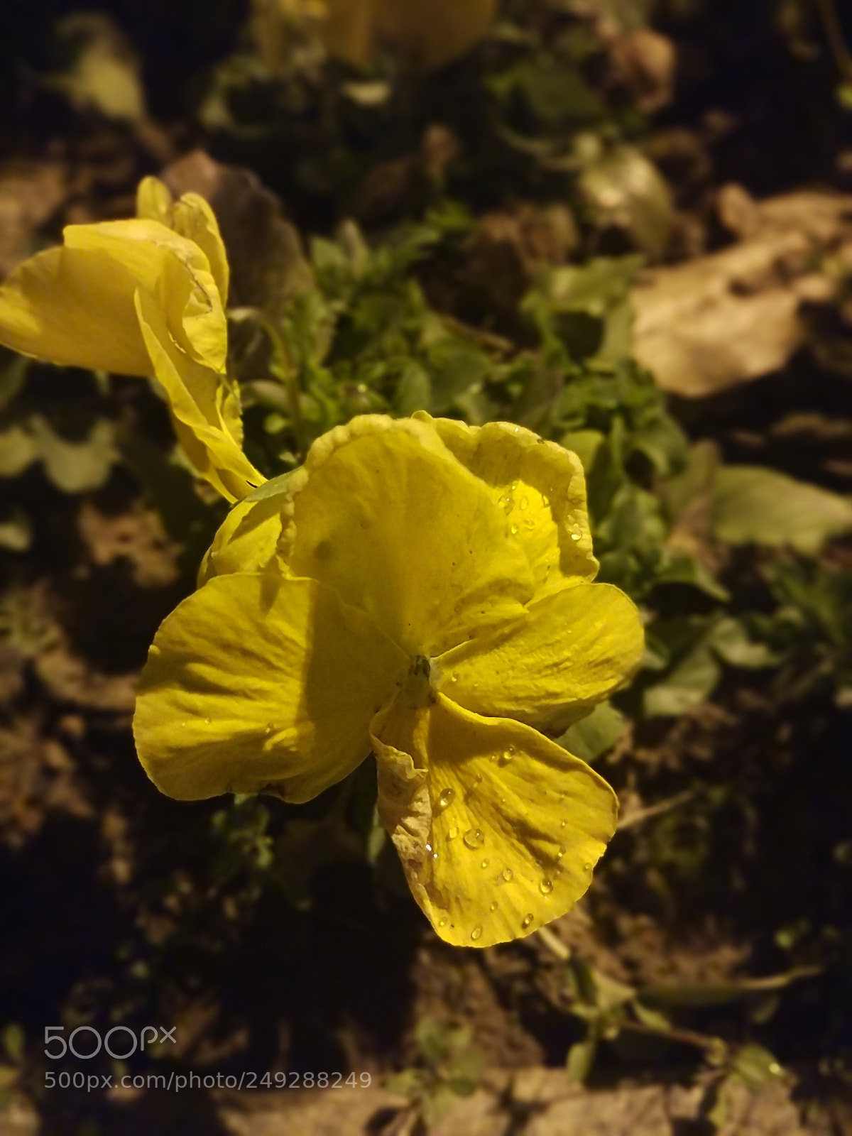 Xiaomi MI 5 sample photo. 路边的? photography