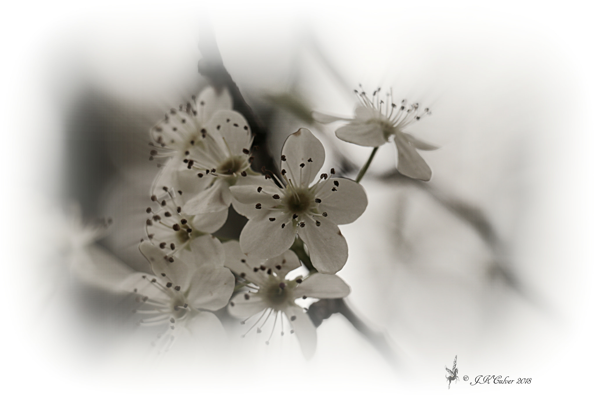 Canon EOS 77D (EOS 9000D / EOS 770D) sample photo. White on white photography