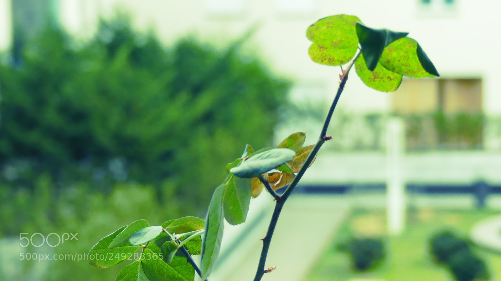 Panasonic Lumix DMC-FZ300 sample photo. Green life photography