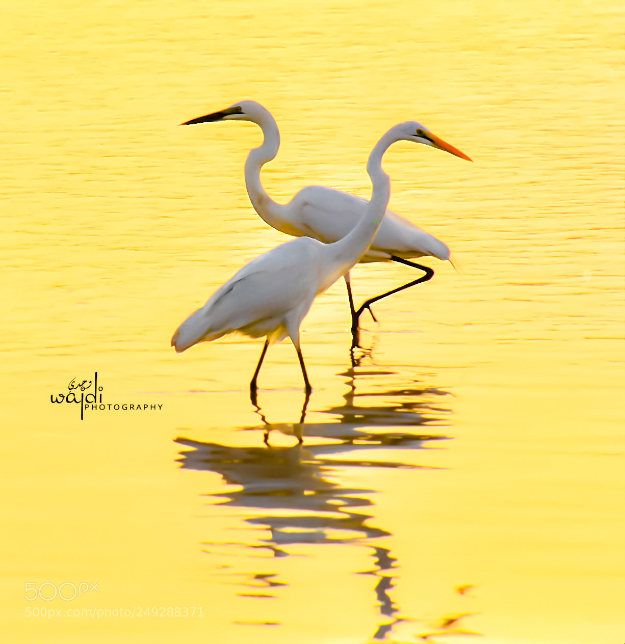 Nikon D7100 sample photo. Khartoum bird's photography